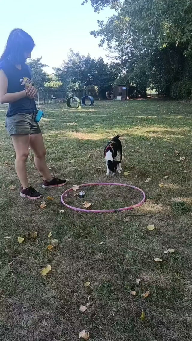 La sfida (meravigliosa) del Basenji 🦊
Chi conosce questa razza sa che la distrazione è sempre dietro l'angolo. Con la giovane Leila il lavoro al campo è dinamico e richiede tantissima flessibilità.

Ma la vera soddisfazione non sta nel cane "perfetto e robotico", bensì nel processo. Guardare Leila che elabora le informazioni, sbaglia, ci riprova e trova la strada giusta grazie alla guida della sua proprietaria è uno spettacolo. Il metodo per prove ed errori crea una connessione e una fiducia reciproca che nessun metodo impositivo potrà mai replicare. Il binomio perfetto si costruisce così: pensando insieme. 🎯🌱
#apprendinento
#basenjistyle