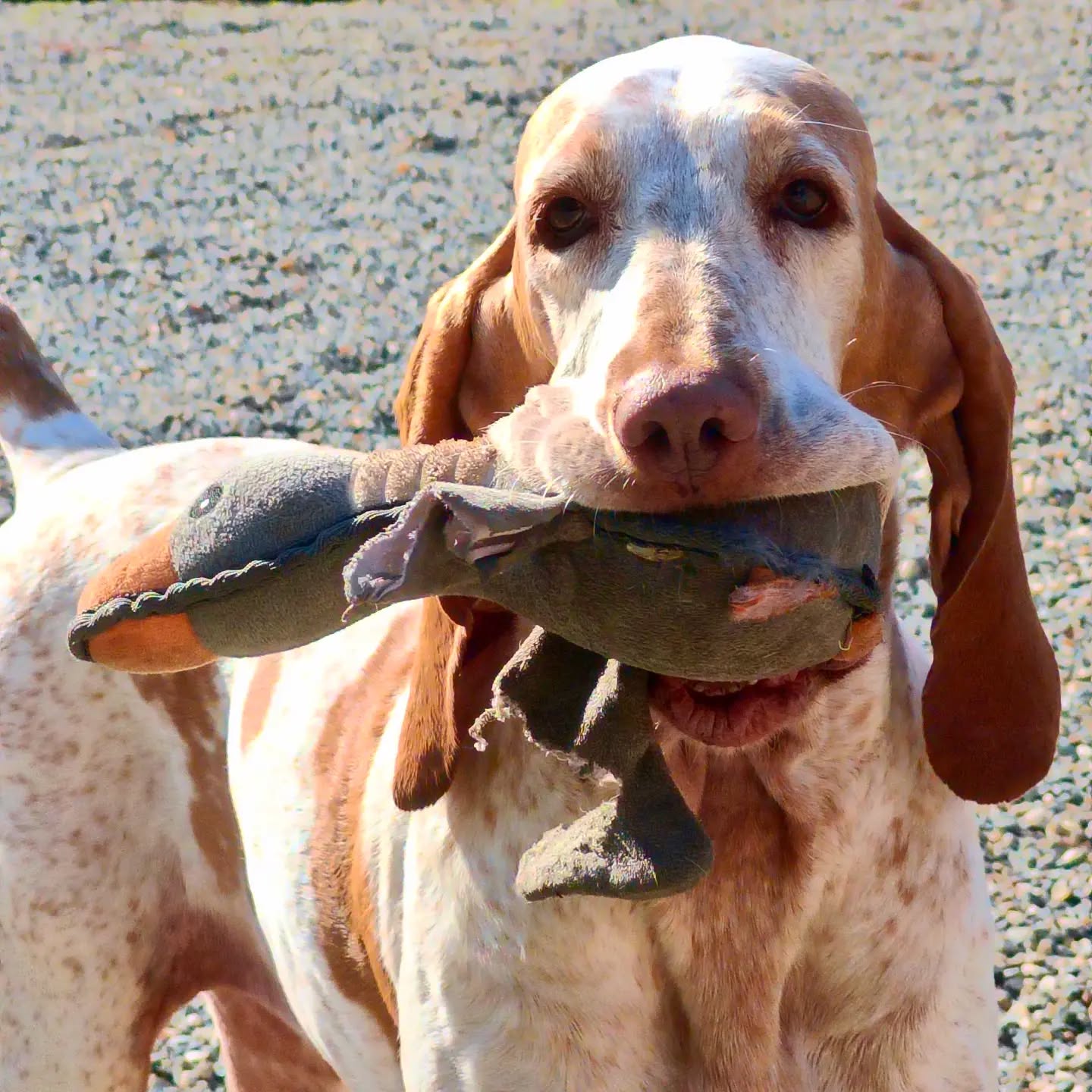 Sapevi che il Bracco Italiano appartiene al Gruppo 7 della classificazione FCI (Cani da ferma) e rientra a pieno titolo nei cani definiti HPR?

Questo acronimo internazionale sta per Hunt, Point, Retrieve (Caccia, Ferma e Riporto). Significa che è un cane da caccia moderno, nato non solo per cercare e fermare la selvaggina, ma anche per riportarla docilmente al cacciatore.

Ecco perché non dobbiamo assolutamente stupirci se il nostro Bracco usa tantissimo la bocca!

Per lui è una vera e propria necessità biologica. Non perderà mai l'occasione di:

Trasportare le tue ciabatte come se fossero il tesoro più prezioso.
Accoglierti a casa con una scarpa o un gioco tra i denti.
Esplorare il mondo e giocare con gli oggetti più disparati usando proprio la bocca.

Il segreto? Canalizzare, non punire.
Inutile arrabbiarsi! La chiave per una convivenza felice è trasformare questa sua propensione naturale in un'attività positiva. Possiamo proporgli giochi di riporto strutturati, masticativi adeguati o lo scambio collaborativo degli oggetti. In questo modo appagheremo il suo istinto, tenendo al sicuro le nostre scarpe! 🐕✨
#huntingtest
#provadiriporto
#tartufiemirtilli
