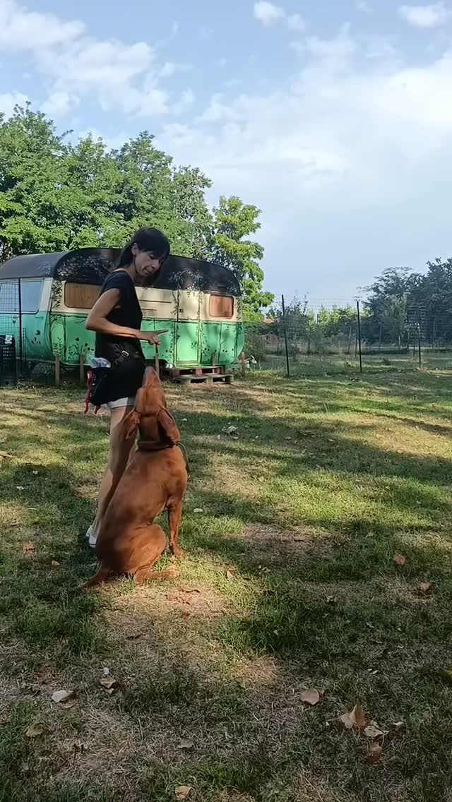 Nelle prove @huntingtestmsp non formiamo soldati, formiamo una squadra! 🤝🐾

Gli esercizi di obbedienza non sono imposizioni, ma momenti per condividere, unire e rafforzare il nostro legame con il nostro cane.

Il focus non è il controllo assoluto, ma la collaborazione e il divertimento reciproco. Insegnare esercizi di obbedienza al cane significa imparare a capirsi con un solo sguardo e divertirsi insieme! 🚀✨

#Cinofilia #EducazioneCinofila #RelazioneCaneProprietario #VitaDaCani #AscoltoReciproco