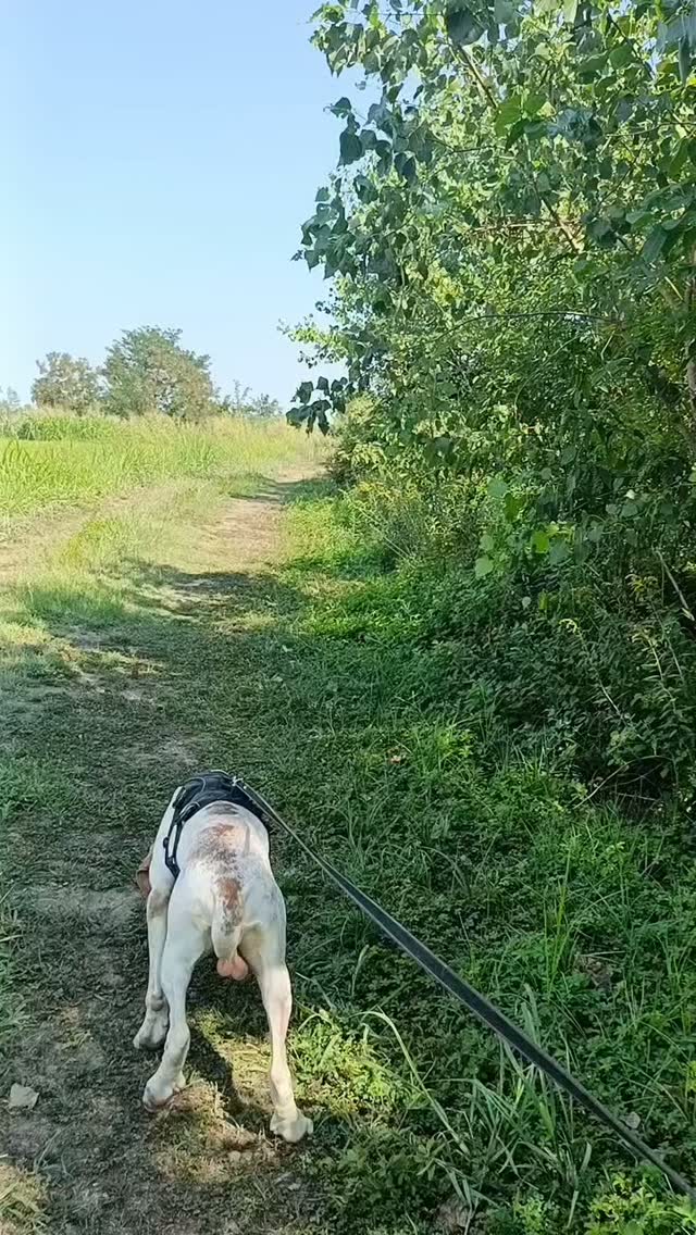 Cosa si fa per smaltire la grigliata di Ferragosto? 🍖
Semplice: si fa una bella passeggiata con Gaetano, bracco Italiano in carico al @birbraccoitalianorescue nostro ospite! 🐾
La nostra missione di oggi? Convincerlo che noi umani non siamo poi così terribili... e che stare attaccati al suo guinzaglio può persino trasformarsi in una bellissima avventura insieme🙂. Buon Ferragosto da noi e da Gaetano! 🐶❤️
#buonferragostoatutti❤️😎